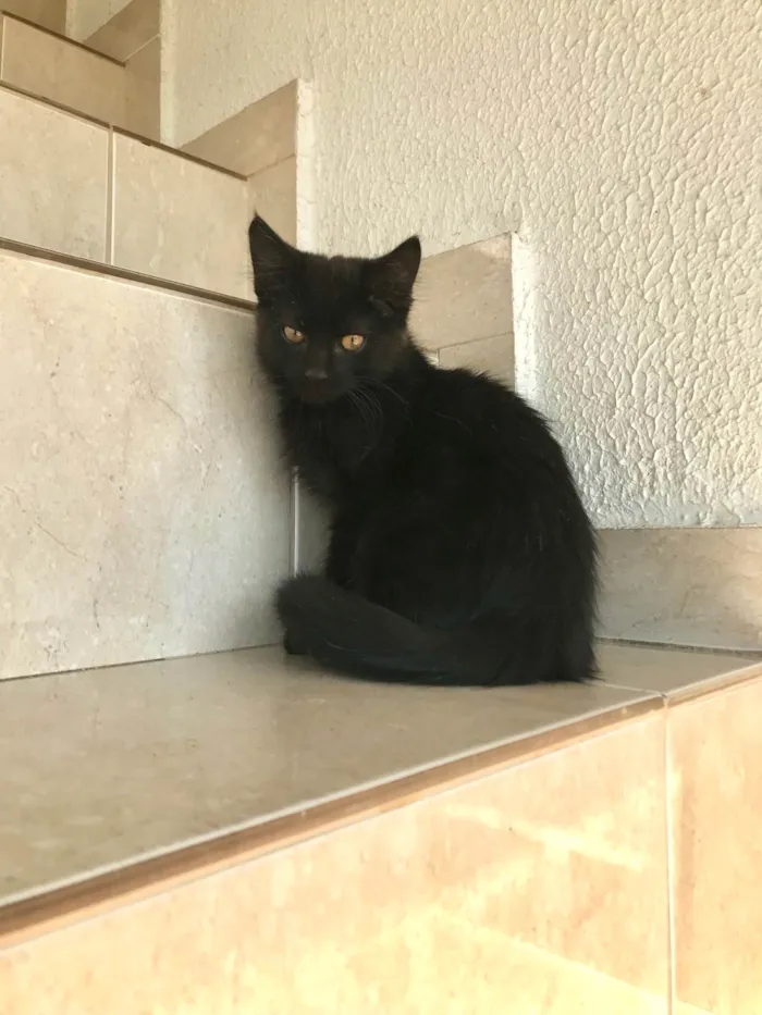 Gato ra a SRD-ViraLata idade 2 a 6 meses nome Nescau bb2meses pelo longo lindíssima 