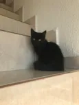 Nescau bb2meses pelo longo lindíssima