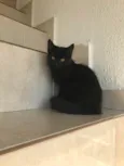 Nescau bb2meses pelo longo lindíssima