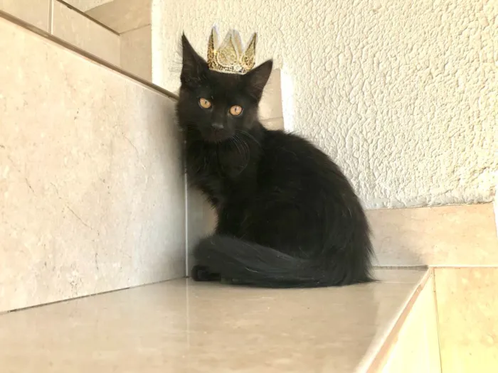 Gato ra a SRD-ViraLata idade 2 a 6 meses nome Nescau bb2meses pelo longo lindíssima 