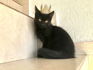 Gato raça SRD-ViraLata idade 2 a 6 meses nome Nescau bb2meses pelo longo lindíssima 