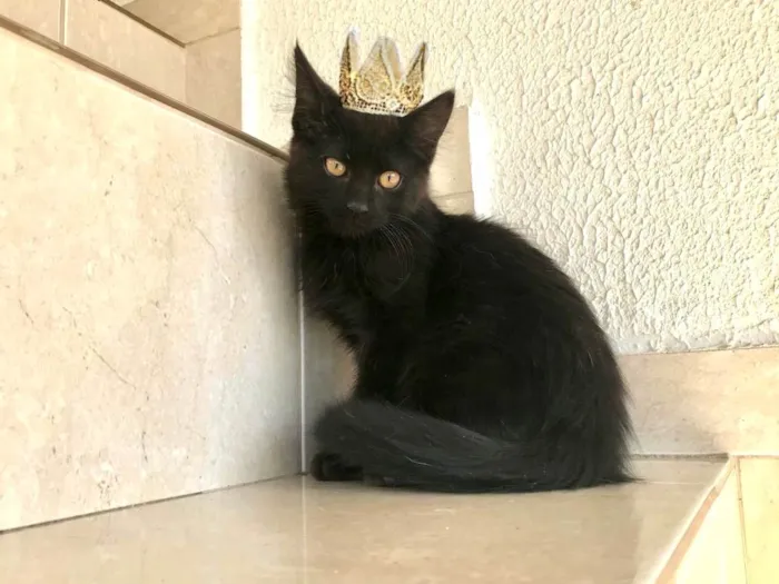 Gato ra a SRD-ViraLata idade 2 a 6 meses nome Nescau bb2meses pelo longo lindíssima 