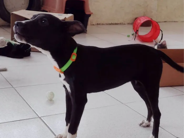 Cachorro ra a Srd idade 7 a 11 meses nome Hannah