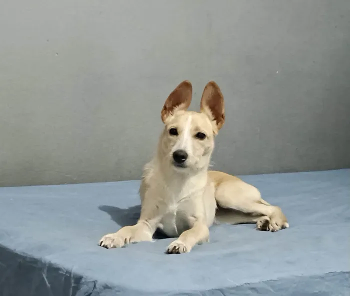 Cachorro ra a SRD-ViraLata idade 2 a 6 meses nome Lola bb6meses porte PEQUENO 