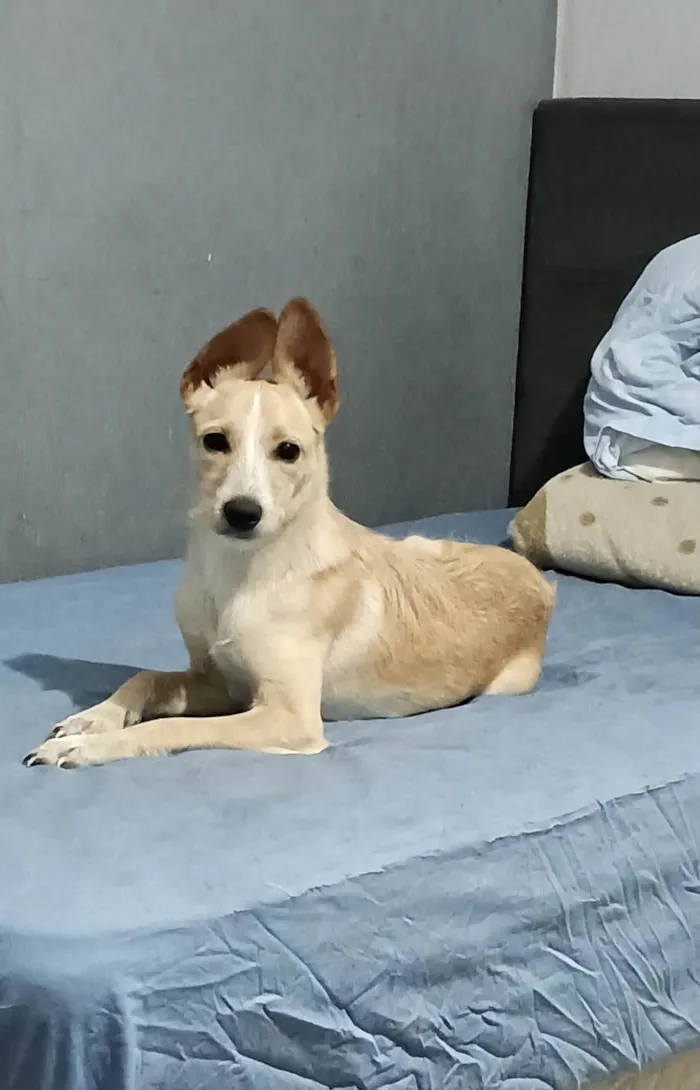 Cachorro ra a SRD-ViraLata idade 2 a 6 meses nome Lola bb6meses porte PEQUENO 