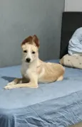 Lola bb6meses porte PEQUENO