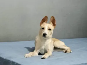 Cachorro raça SRD-ViraLata idade 2 a 6 meses nome Lola bb6meses porte PEQUENO 