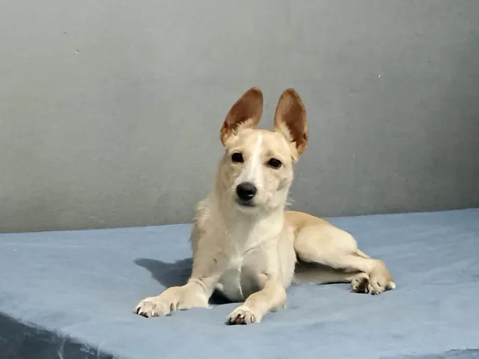 Cachorro ra a SRD-ViraLata idade 2 a 6 meses nome Lola bb6meses porte PEQUENO 