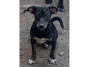 Cachorro raça SRD-ViraLata idade 7 a 11 meses nome Baixinho