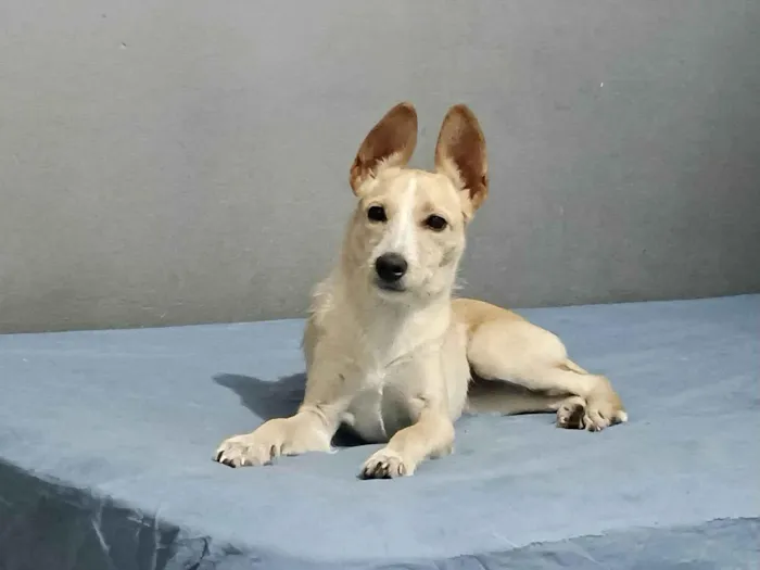 Cachorro ra a SRD-ViraLata idade 2 a 6 meses nome Lola bb6meses porte PEQUENO 