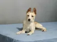 Lola bb6meses porte PEQUENO
