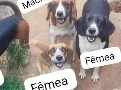 Cachorro raça Beagle idade 6 ou mais anos nome Bob