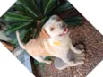 Laurinha