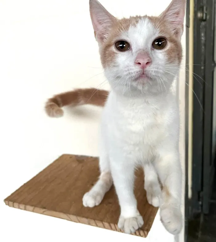 Gato ra a SRD-ViraLata idade 2 a 6 meses nome VICTOR