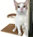 VICTOR