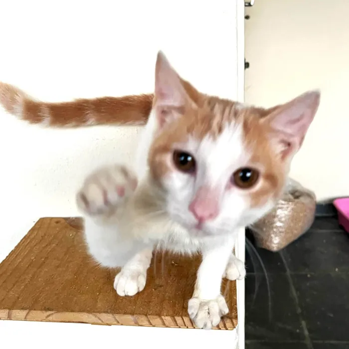 Gato ra a SRD-ViraLata idade 2 a 6 meses nome VICTOR