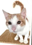 VICTOR