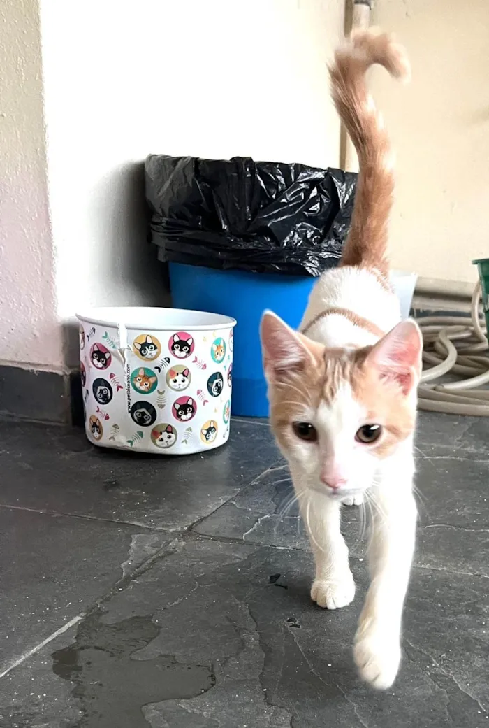 Gato ra a SRD-ViraLata idade 2 a 6 meses nome VICTOR