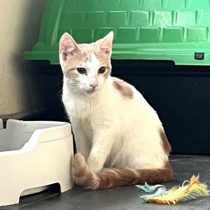 Gato ra a SRD-ViraLata idade 2 a 6 meses nome VICTOR