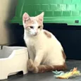 VICTOR