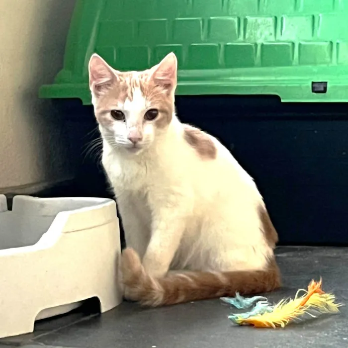 Gato ra a SRD-ViraLata idade 2 a 6 meses nome VICTOR