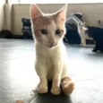 VICTOR