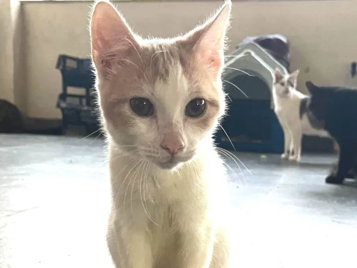 Gato ra a SRD-ViraLata idade 2 a 6 meses nome VICTOR