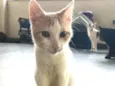 VICTOR