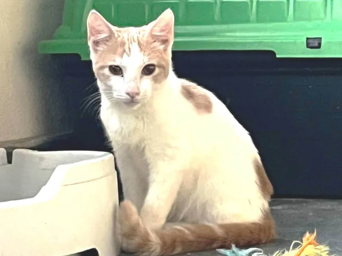 Gato ra a SRD-ViraLata idade 2 a 6 meses nome VICTOR