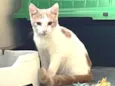 VICTOR