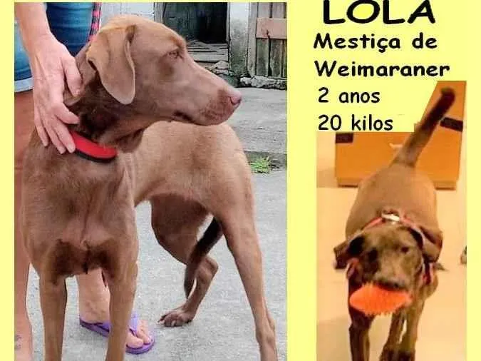 Cachorro ra a SRD-ViraLata idade 2 anos nome Lola 