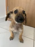 ADOÇÃO RESPONSÁVEL: Estou doando essa cachorrinha mestiça da raça dachshund (salsichinha) tem 4 meses