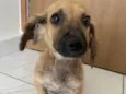 ADOÇÃO RESPONSÁVEL: Estou doando essa cachorrinha mestiça da raça dachshund (salsichinha) tem 4 meses