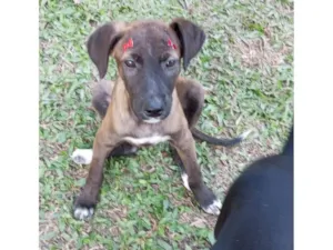 Cachorro raça SRD-ViraLata idade 2 a 6 meses nome Juju e Pretinha