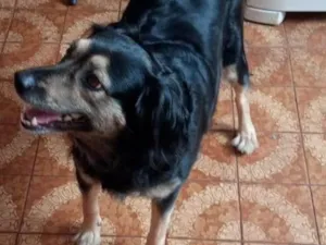 Cachorro raça SRD-ViraLata idade 5 anos nome Chloe 