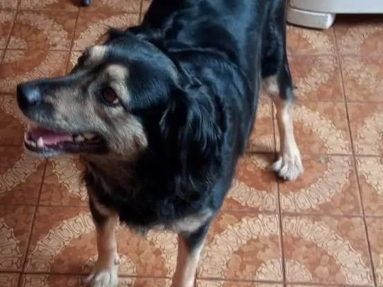 Cachorro ra a SRD-ViraLata idade 5 anos nome Chloe 