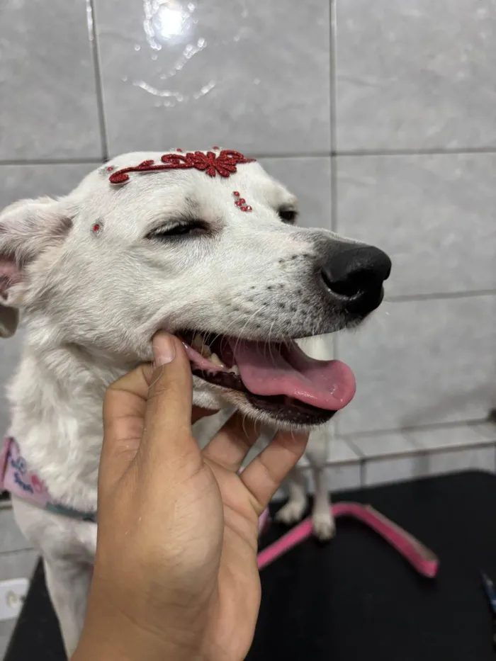 Cachorro ra a SRD-ViraLata idade 2 anos nome Neve 