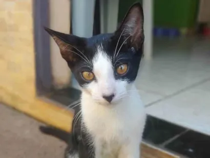 Gato raça SRD-ViraLata idade 2 a 6 meses nome Bob