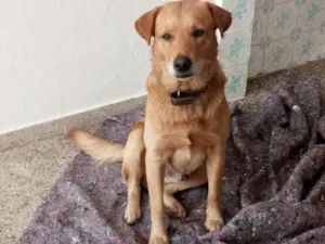 Cachorro raça Labrador idade 2 anos nome Sem nome