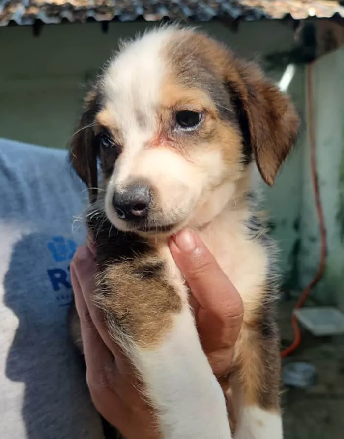 Cachorro ra a SRD-ViraLata idade 2 a 6 meses nome Bob