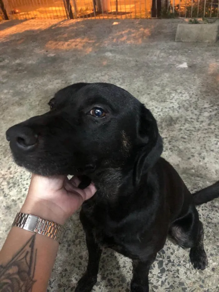 Cachorro ra a SRD-ViraLata idade 4 anos nome Pantera