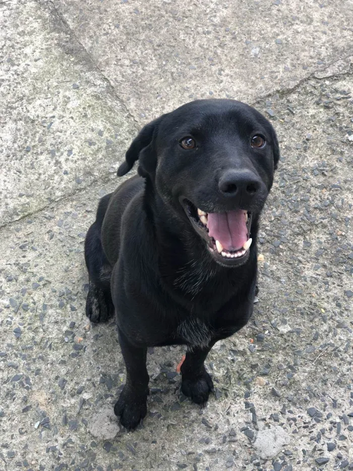 Cachorro ra a SRD-ViraLata idade 4 anos nome Pantera