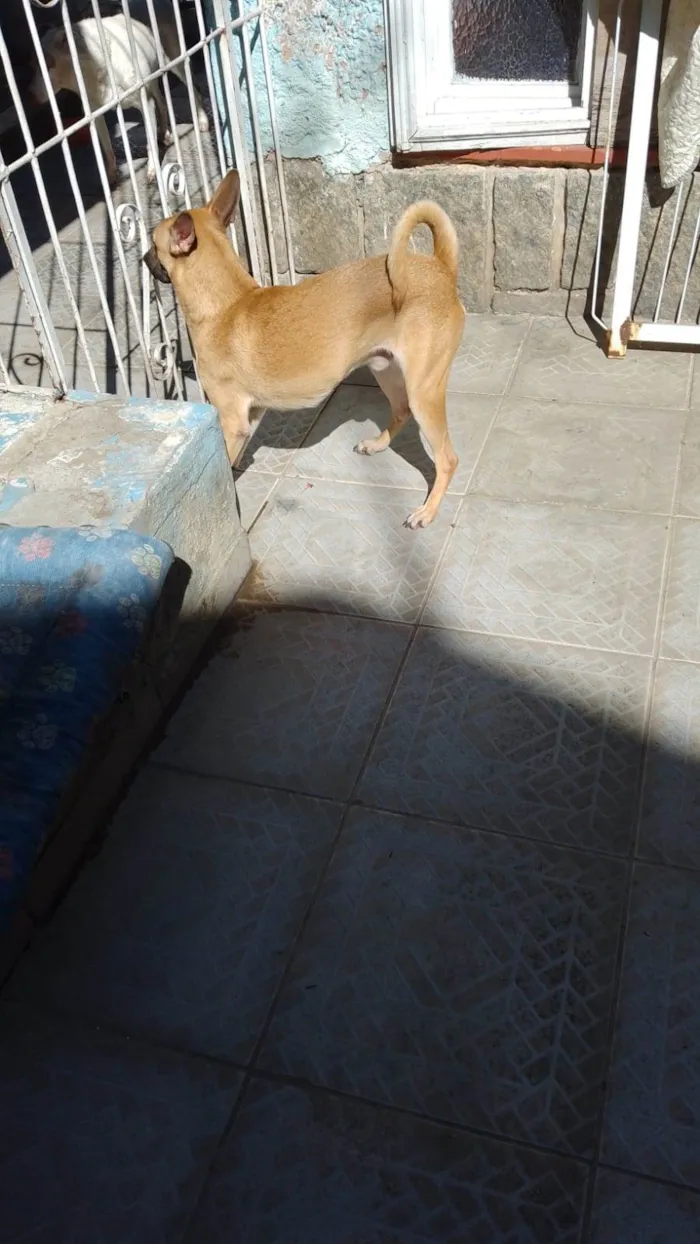 Cachorro ra a SRD-ViraLata idade 7 a 11 meses nome Filhotao 