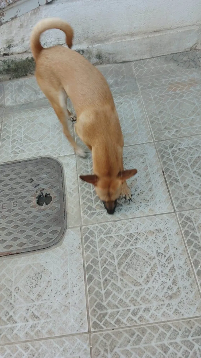 Cachorro ra a SRD-ViraLata idade 7 a 11 meses nome Filhotao 