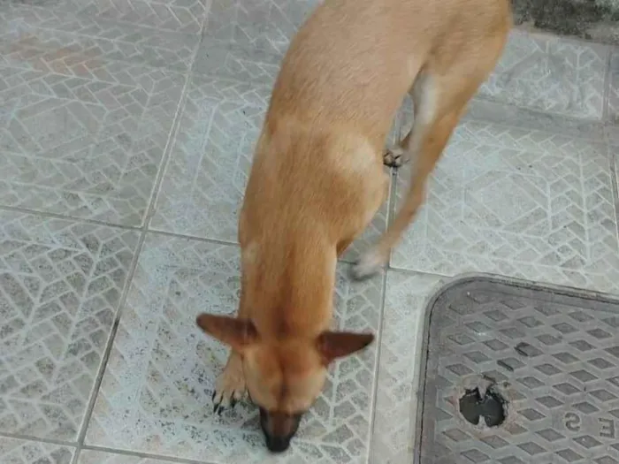 Cachorro ra a SRD-ViraLata idade 7 a 11 meses nome Filhotao 