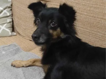 Cachorro raça SRD-ViraLata idade 1 ano nome Não sabemos o nome 