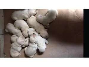 Cachorro raça Labrador idade Abaixo de 2 meses nome Bebês 