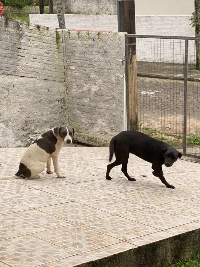 Cachorro ra a SRD-ViraLata idade 2 a 6 meses nome Chaise (igual o da patrulha canina)