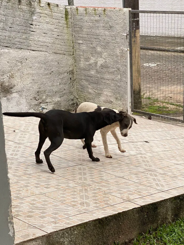 Cachorro ra a SRD-ViraLata idade 2 a 6 meses nome Chaise (igual o da patrulha canina)