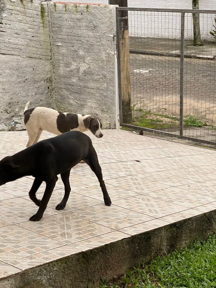 Cachorro ra a SRD-ViraLata idade 2 a 6 meses nome Chaise (igual o da patrulha canina)